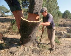 cork_tree1